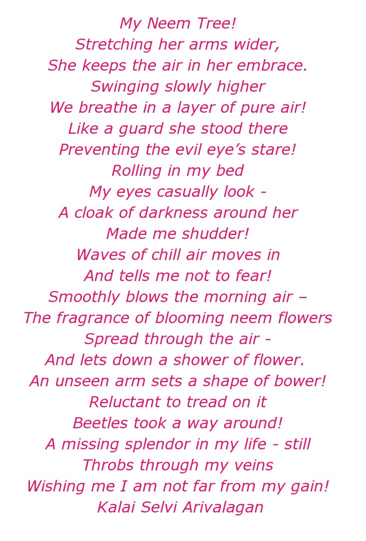 My Neem Tree !
