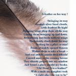 Story of a feather !