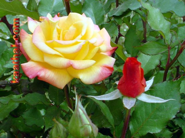 ylw rose big