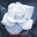 wht solo rose