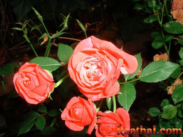 roja natural big