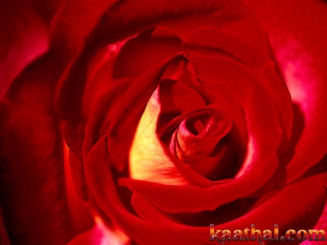 red rose petals