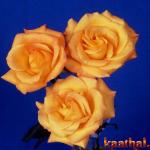 3 ylw roses