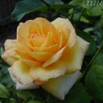 ylw rose