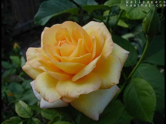 ylw rose