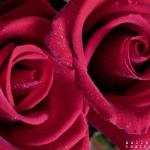two roses