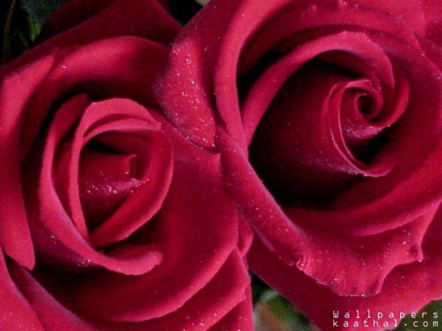 two roses