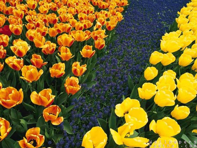 tulips