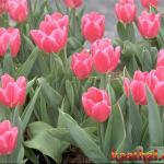 tulip garden