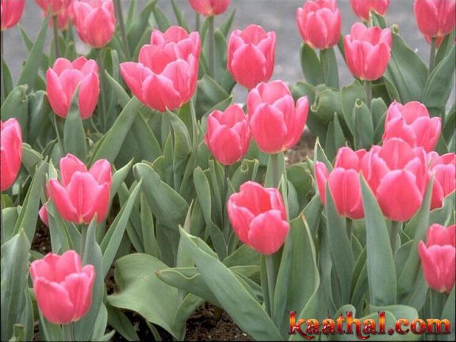 tulip garden