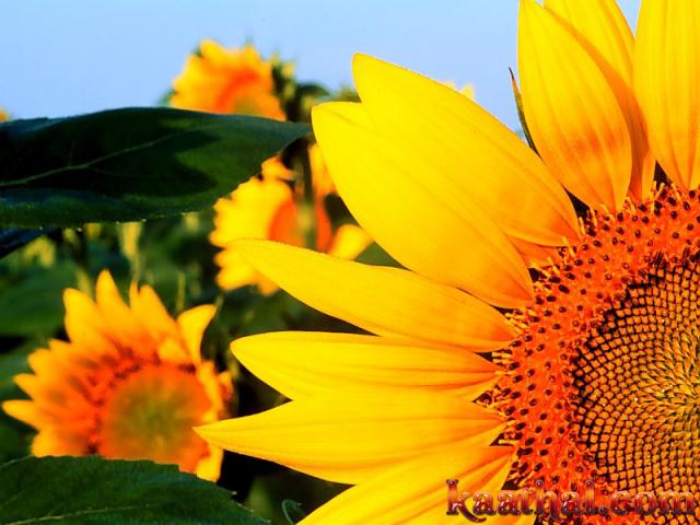 sun flower half