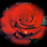 solo red rose