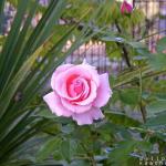 rose with tree