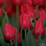 rose tulip