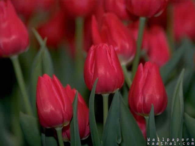 rose tulip