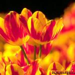 red ylw tulips