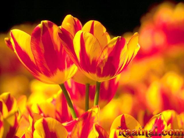 red ylw tulips