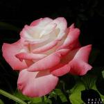 red rose