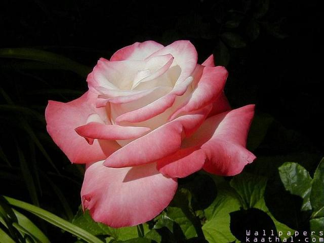 red rose