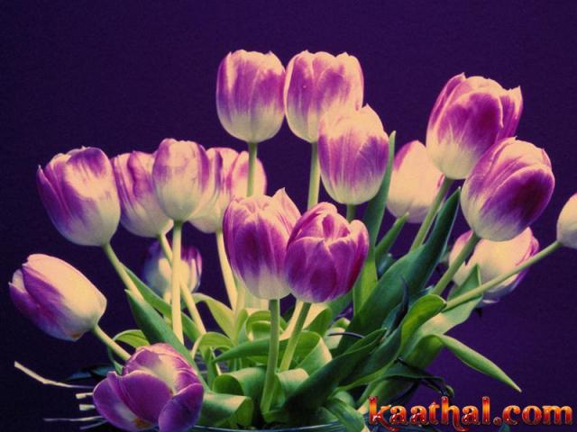 purple tulips