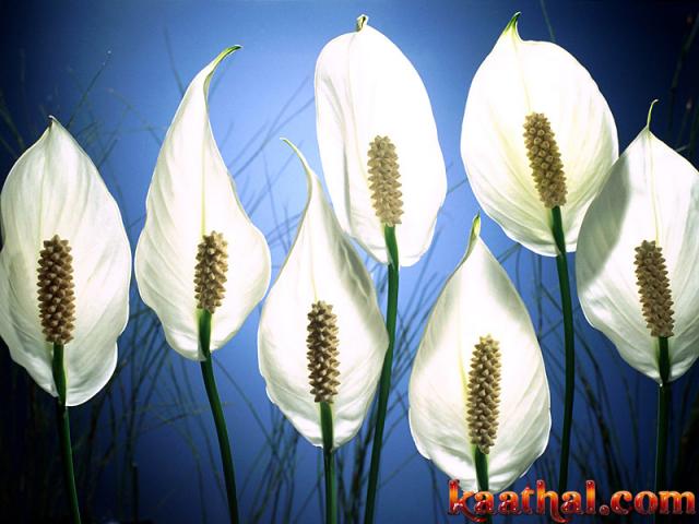 flower white