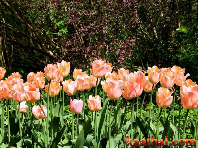 big tulip row