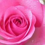 pink watery rose