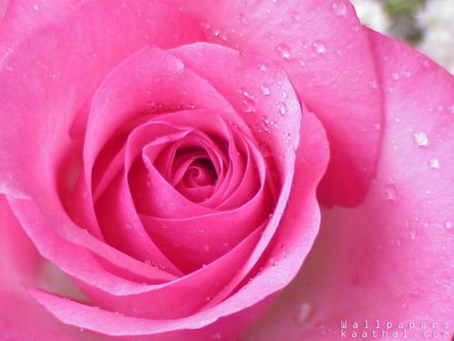 pink watery rose