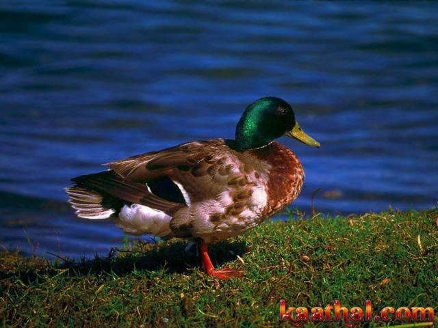 duck blue
