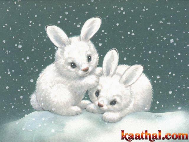 bunny