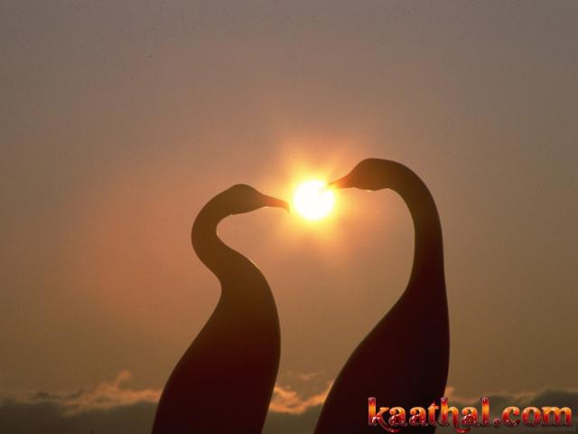 2 birds sun