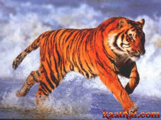 tiger water