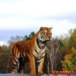 tiger looking