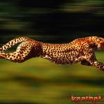 speedin cheetah