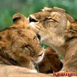 lion kiss