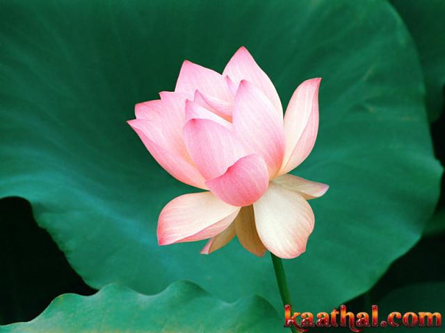 thaamarai