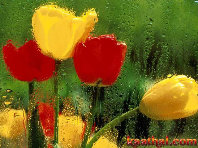 glass pookkal