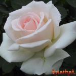 Beautiful rose white