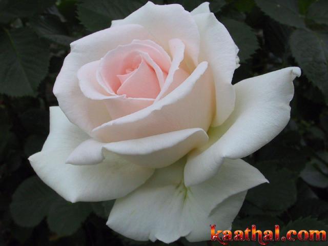Beautiful rose white
