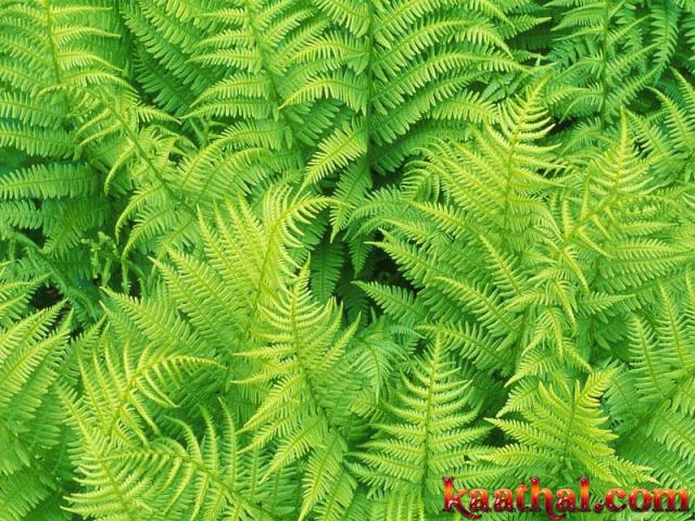 green leaves