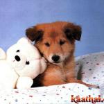 puppy teddybear