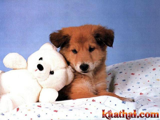 puppy teddybear