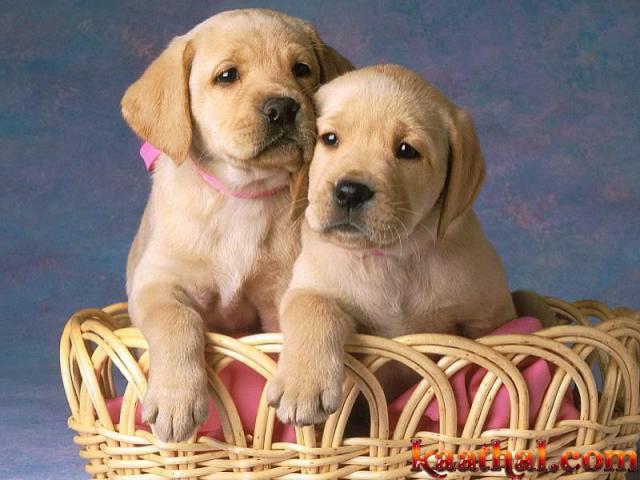 dogs mycard