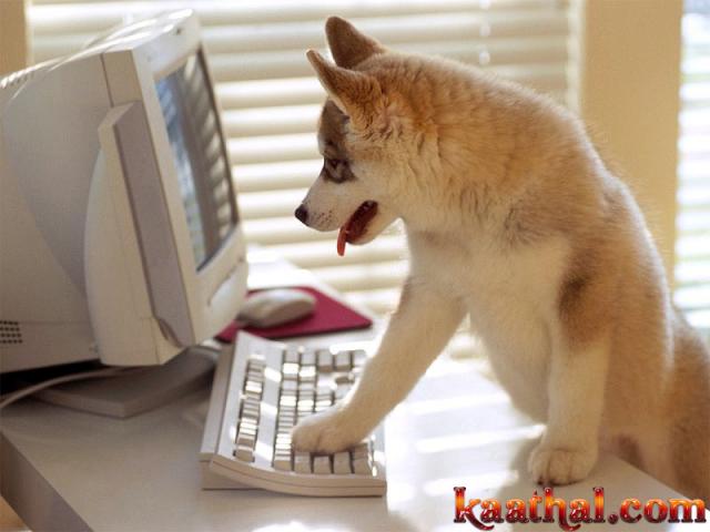 dog computer