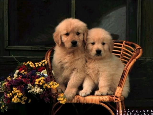 cute 2dogs