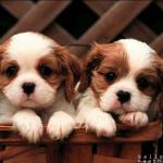 2dogs