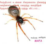 spider